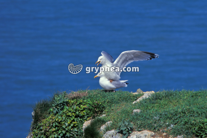 Goélands - Accouplement  - gryphea.com